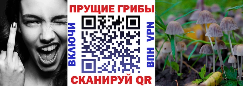 omg ONION  где продают наркотики  Белорецк  Псилоцибиновые грибы прущие грибы 
